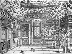 Museo di Ferrante Imperato, da 'Dell'Historia Naturale', 1599
